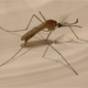 Illustration for article titled Drug-Resistant Malaria Is On The Verge Of Spreading Into India